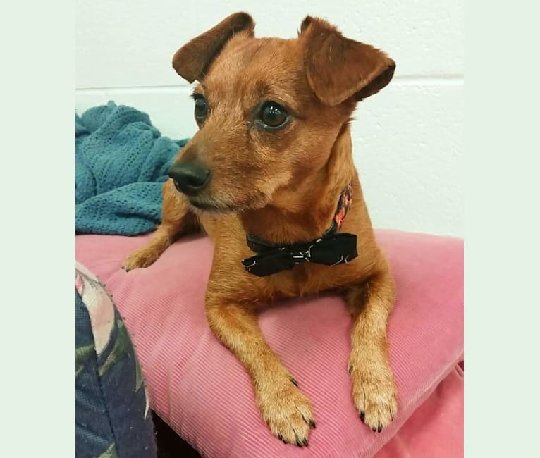 Abby, a Dachshund and Yorkshire Terrier mix tested with EmbarkVet.com
