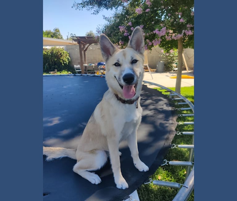 Zima, a Siberian Husky and German Shepherd Dog mix tested with EmbarkVet.com