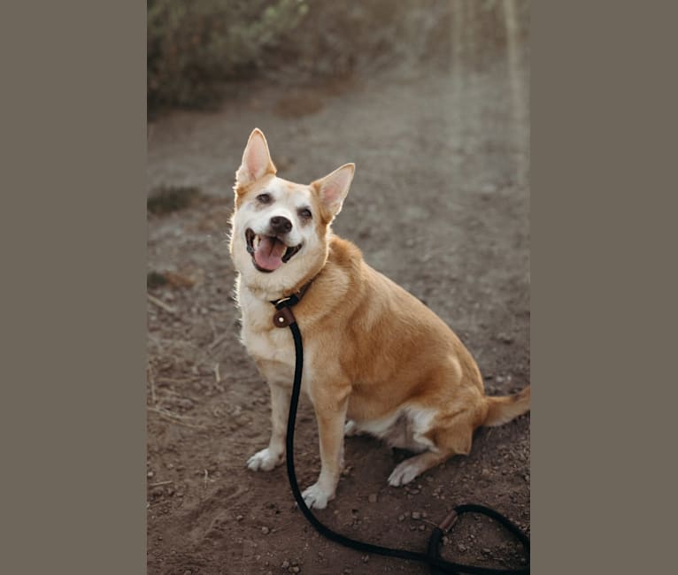 Bella, an Australian Cattle Dog and American Eskimo Dog mix tested with EmbarkVet.com