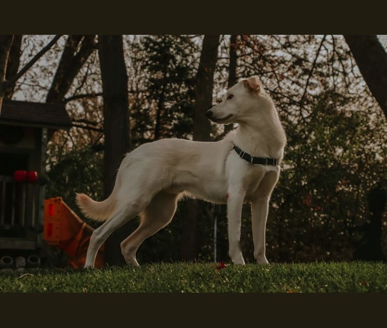 Atlas, an Australian Cattle Dog and Siberian Husky mix tested with EmbarkVet.com