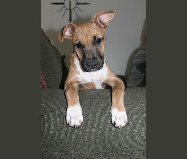 Benito, an American Pit Bull Terrier and Boxer mix tested with EmbarkVet.com