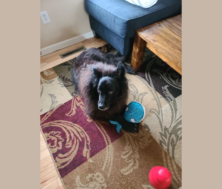 Teddy, a Rottweiler and Samoyed mix tested with EmbarkVet.com