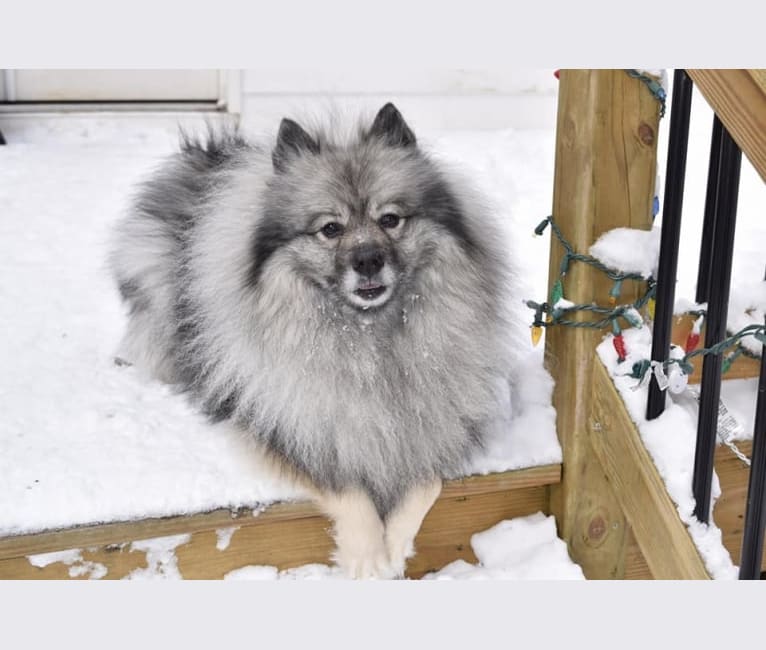 Keisha, a Keeshond tested with EmbarkVet.com