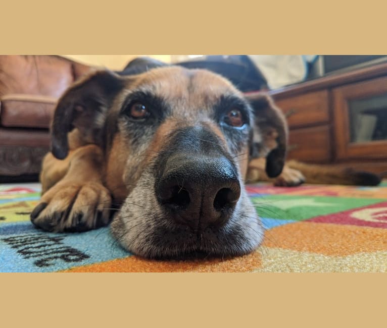 Mocha, a German Shepherd Dog and Boxer mix tested with EmbarkVet.com