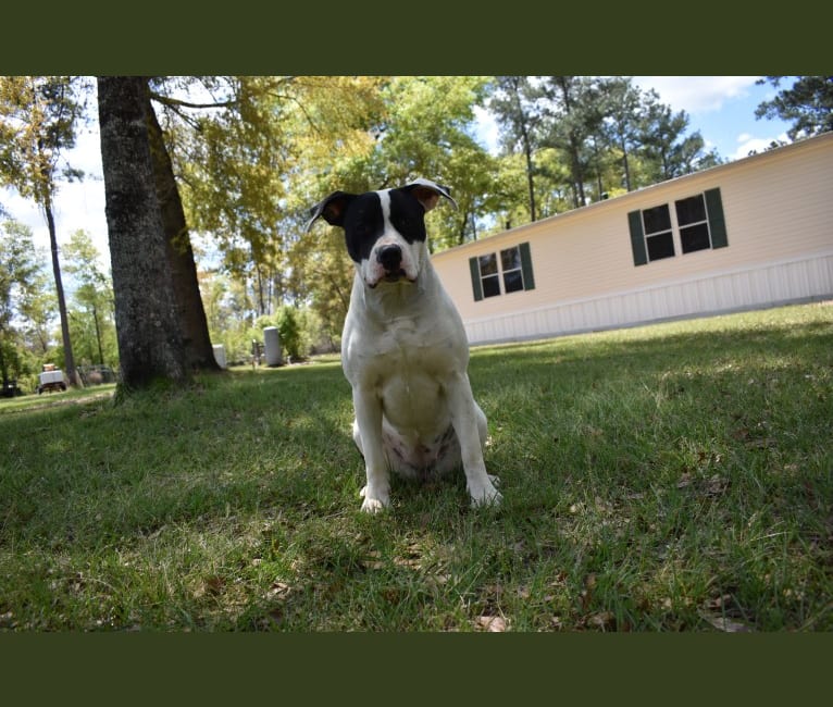 Photo of Asha, an American Bulldog  in Tallahassee, Florida, USA