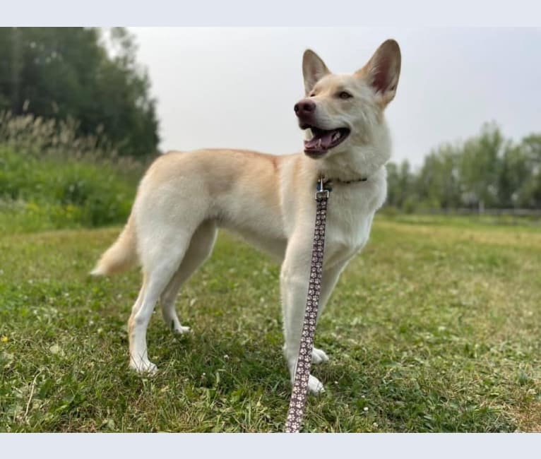 Photo of Opie, a Siberian Husky, German Shepherd Dog, Alaskan Malamute, Golden Retriever, and Mixed mix in Thunder Bay, Ontario, Canada