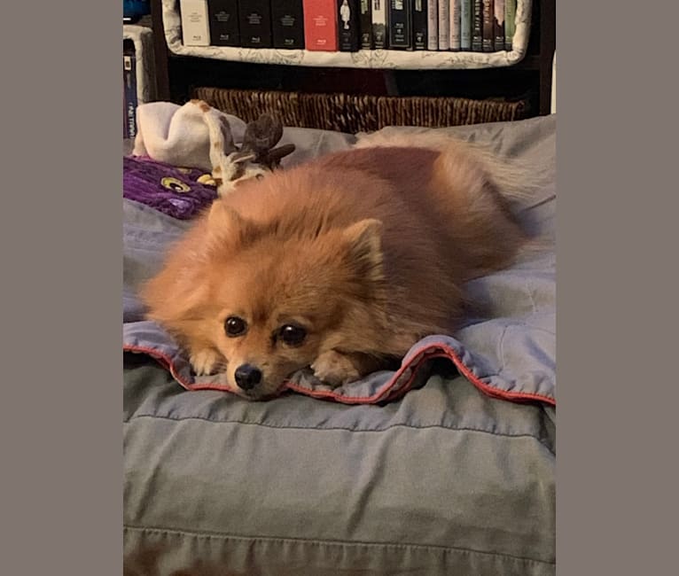 Sookie, a Pomeranian tested with EmbarkVet.com