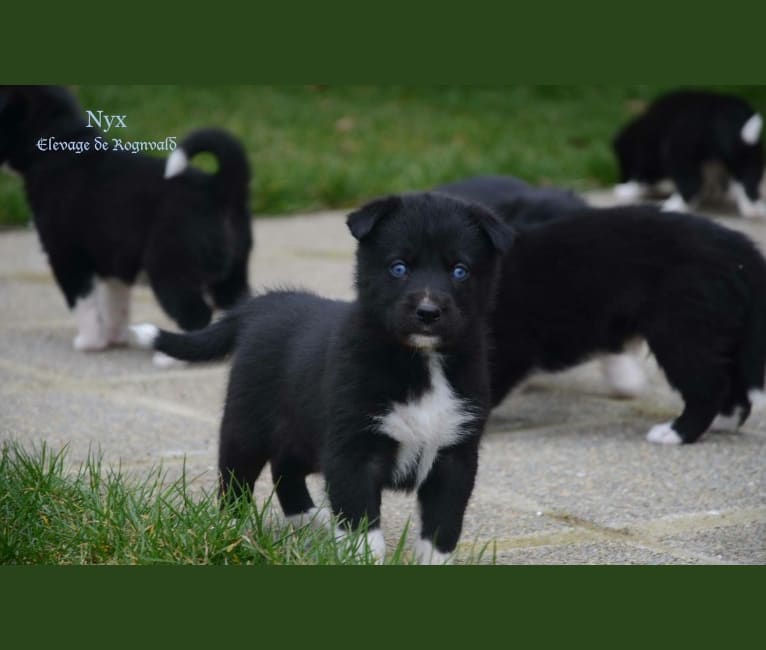 Embark Dog Dna Test Breed