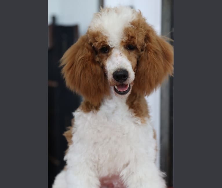 Red and white parti poodle sale