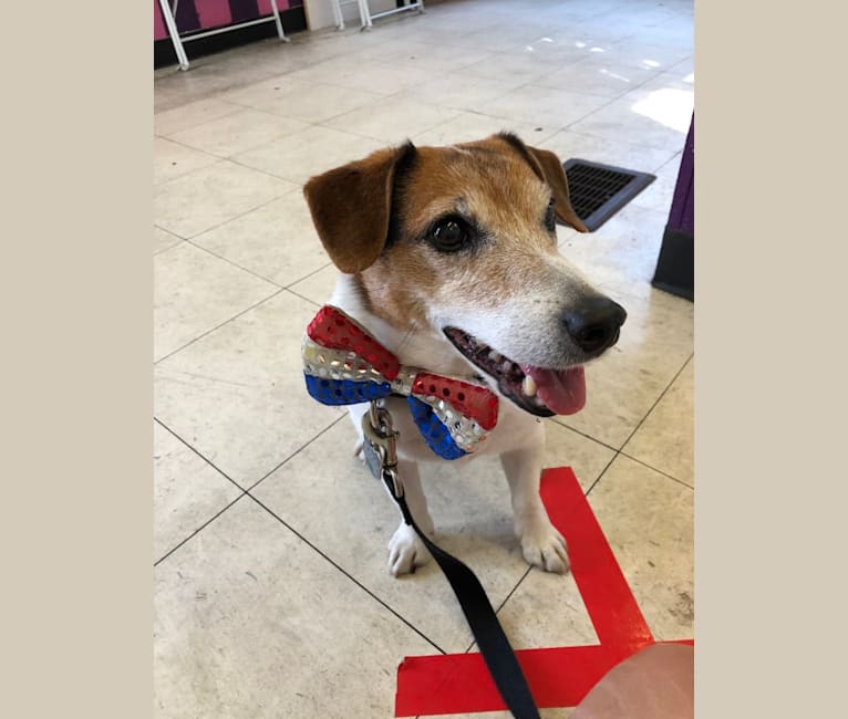 Photo of Rosco, a Russell-type Terrier  in Las Vegas, Nevada, USA