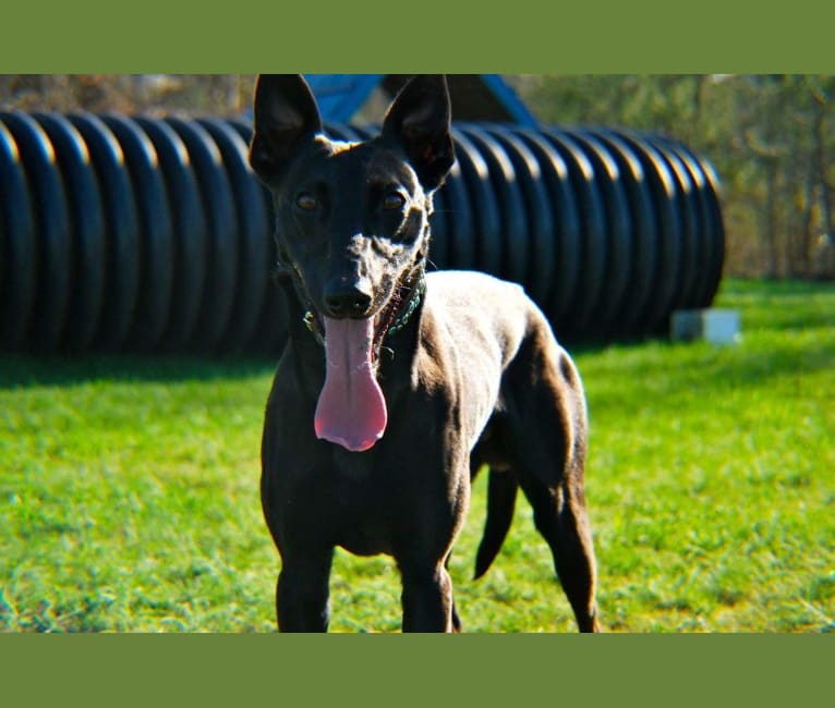 Soren, a Whippet and Dutch Shepherd mix tested with EmbarkVet.com