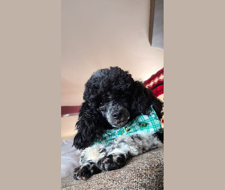 Photo of lil dude Gus, a Poodle (Small)  in Hot Springs, AR, USA