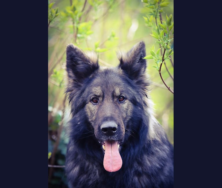 Mystic, a German Shepherd Dog tested with EmbarkVet.com