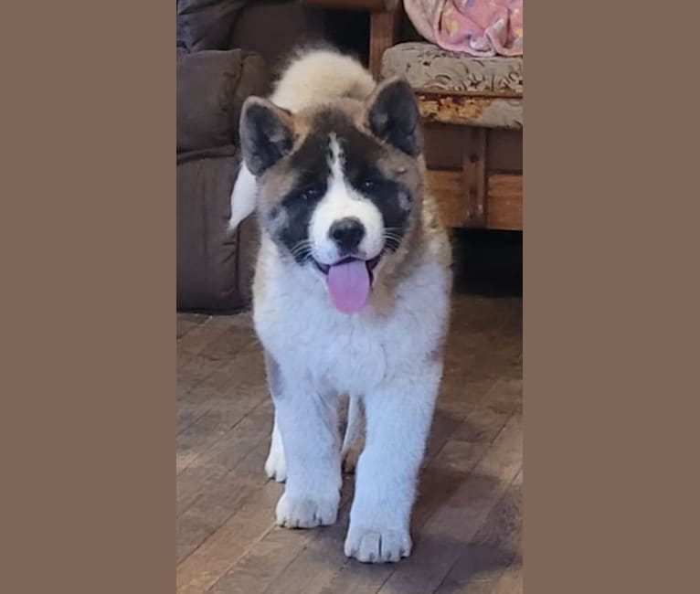 Gauge, an Akita tested with EmbarkVet.com