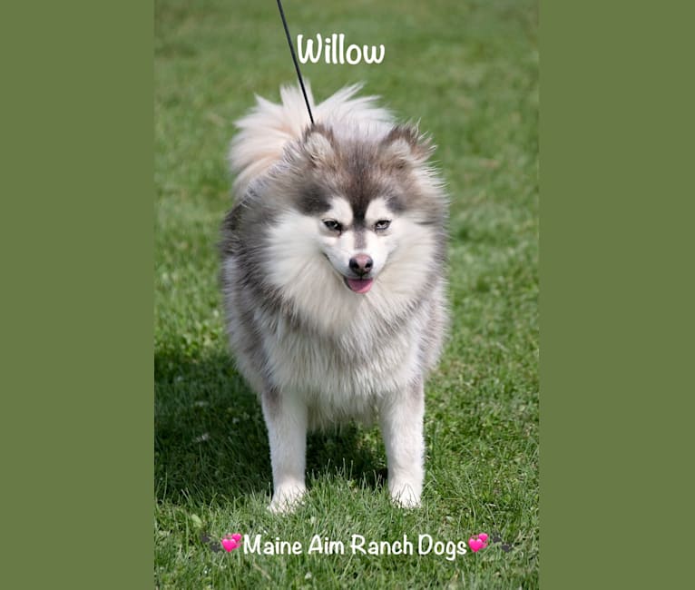 Willow, a Siberian Husky and Pomeranian mix tested with EmbarkVet.com