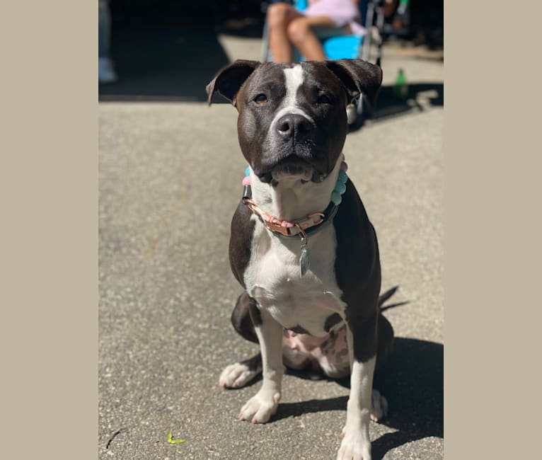 Photo of Maxxy, an American Bulldog and American Staffordshire Terrier mix in Salem, Massachusetts, USA