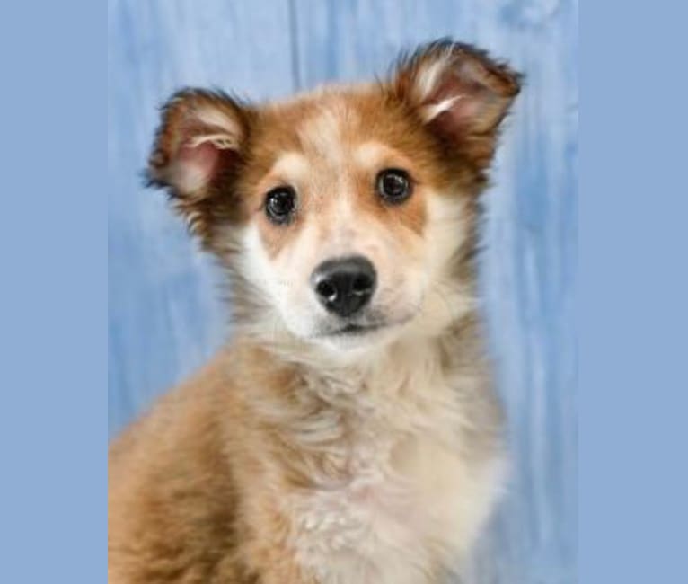 Indy, an Australian Shepherd and Border Collie mix tested with EmbarkVet.com
