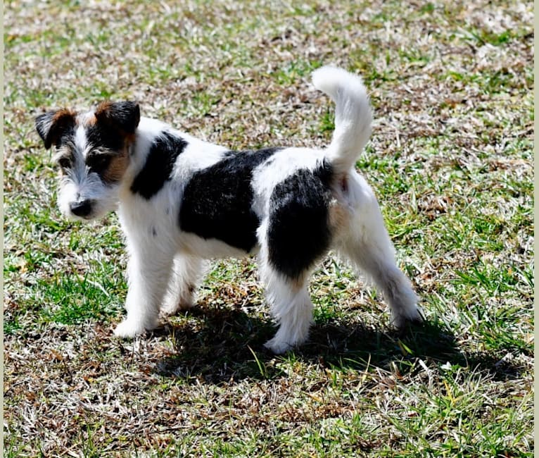 Jax, a Russell-type Terrier tested with EmbarkVet.com