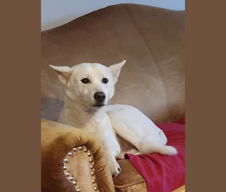 Suri, a Canaan Dog tested with EmbarkVet.com