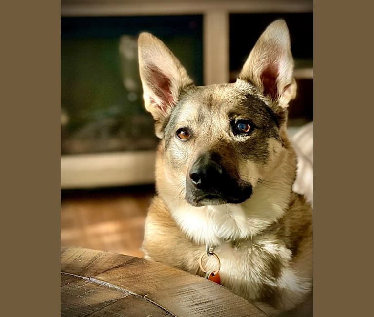 Kepler, a Border Collie and Australian Cattle Dog mix tested with EmbarkVet.com
