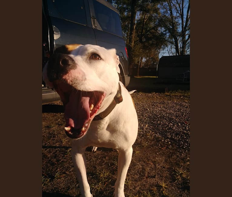 Photo of Chuck, an American Pit Bull Terrier  in Crawfordville, FL, USA
