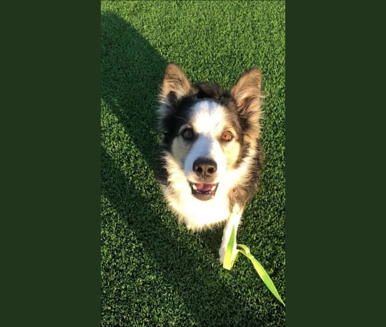 Kershaw, a Border Collie and Australian Cattle Dog mix tested with EmbarkVet.com