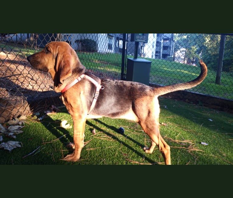 Maile, a Bloodhound tested with EmbarkVet.com