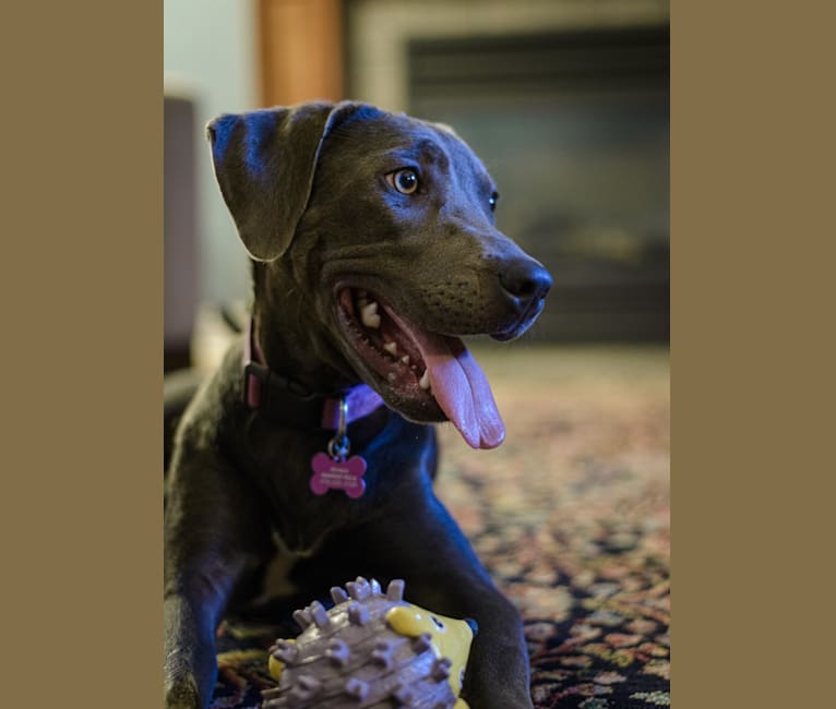 Photo of Sophie, a Labrador Retriever and American Pit Bull Terrier mix in Fayetteville, Arkansas, USA