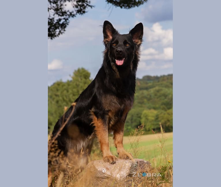 Edda, a German Shepherd Dog tested with EmbarkVet.com