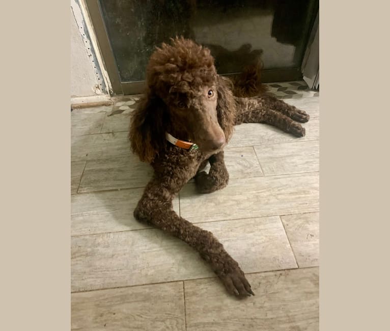 Photo of Nestle, a Poodle (Standard)  in Harker Heights, TX, USA