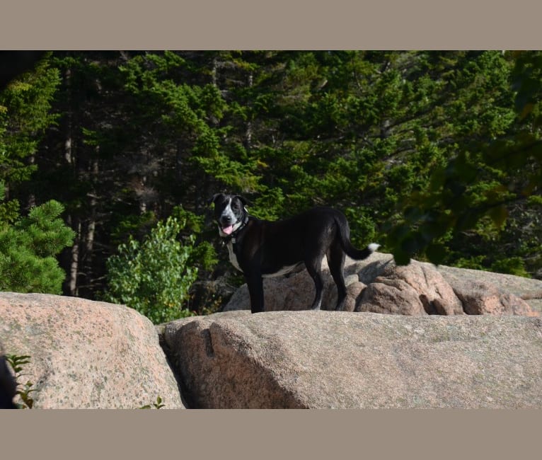 Bert, an American Pit Bull Terrier and German Shepherd Dog mix tested with EmbarkVet.com