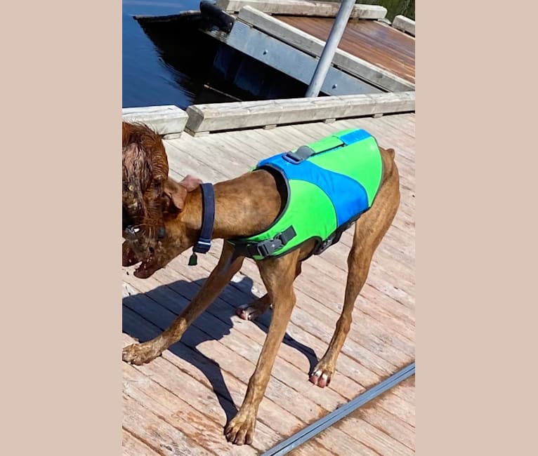 Photo of Leroy, a Doberman Pinscher and Boxer mix in Michigan, USA