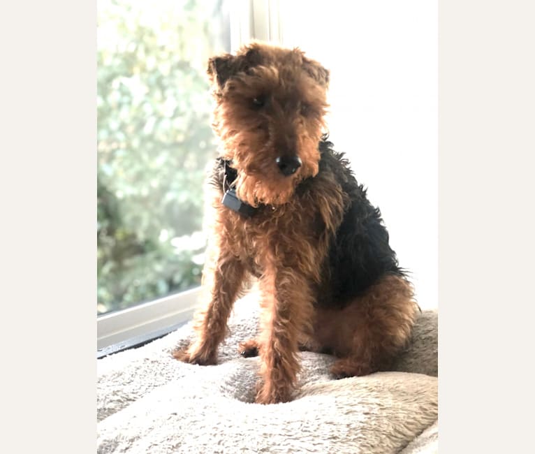 Photo of Howitzer, a Welsh Terrier  in Brumley, MO, USA