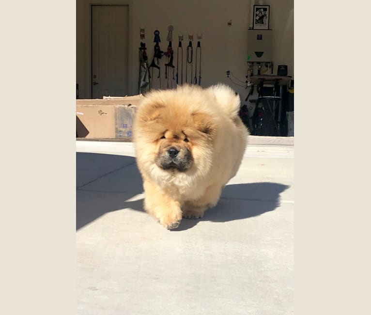 Penny, a Chow Chow tested with EmbarkVet.com