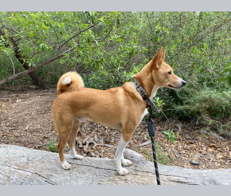 Ebo, a Basenji and Miniature Schnauzer mix tested with EmbarkVet.com