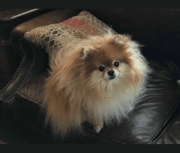Mini, a Pomeranian tested with EmbarkVet.com
