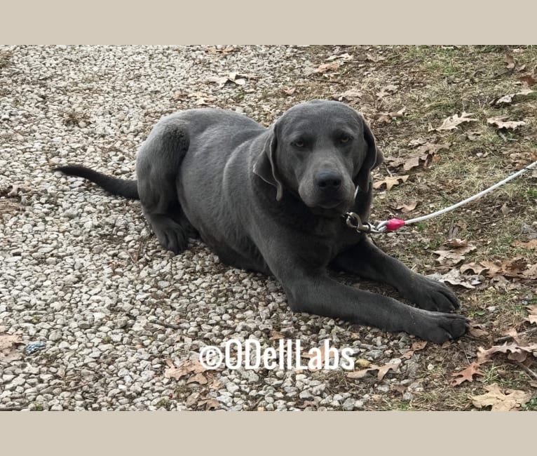 Photo of Eli, a Labrador Retriever  in Sullivan, MO, USA
