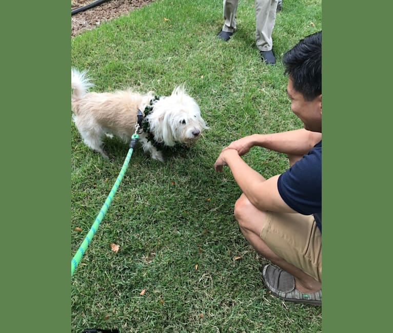 Bogey, a Chihuahua and Cocker Spaniel mix tested with EmbarkVet.com