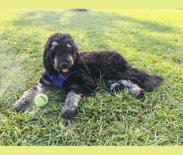 Photo of Trotsky, a Bernedoodle  in Greenville, SC, USA