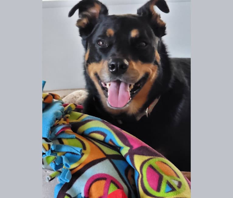 Marley, a Staffordshire Terrier and Australian Cattle Dog mix tested with EmbarkVet.com
