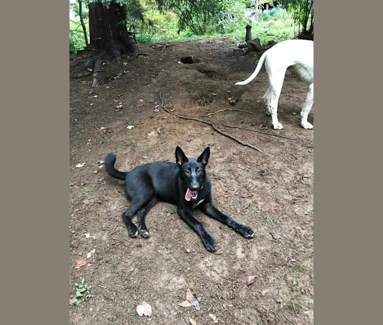 Ember, a Karelian Bear Dog and Alaskan Malamute mix tested with EmbarkVet.com