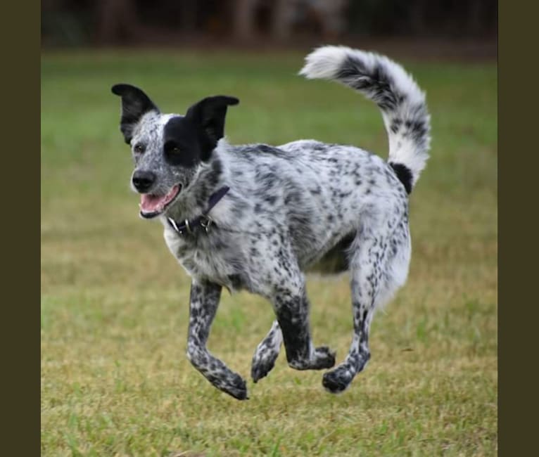 cattle dog great pyrenees mix