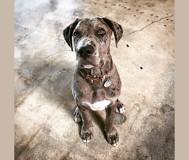 Zeus, a Boerboel and Great Dane mix tested with EmbarkVet.com