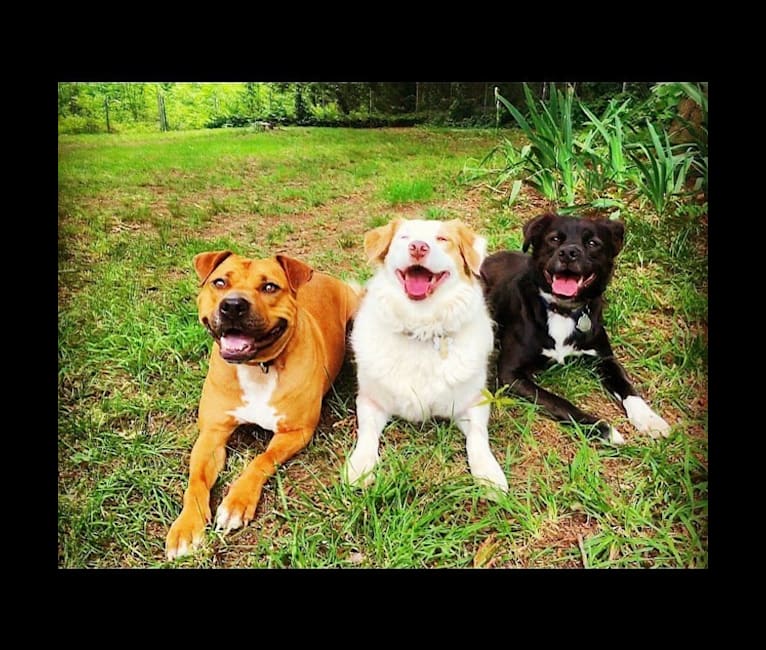 Photo of Kronos, an American Pit Bull Terrier, Rat Terrier, Pekingese, and Mixed mix in Charlotte, North Carolina, USA
