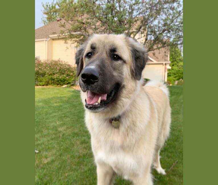 Bruno, an Anatolian Shepherd Dog and Great Pyrenees mix tested with EmbarkVet.com