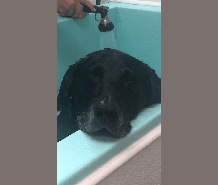 Buddy, a Labrador Retriever tested with EmbarkVet.com