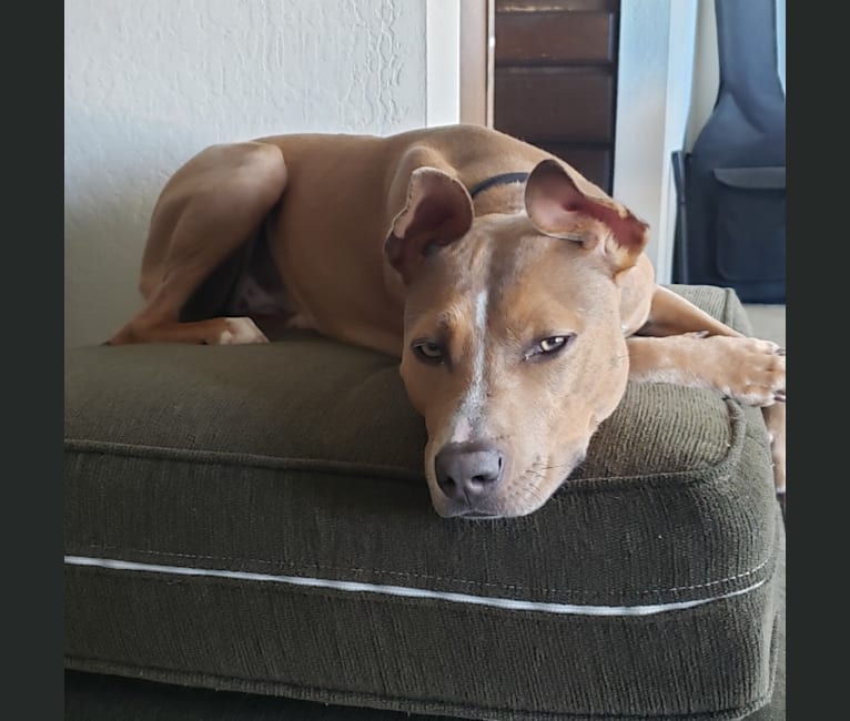 American staffordshire terrier australian shepherd mix 2025