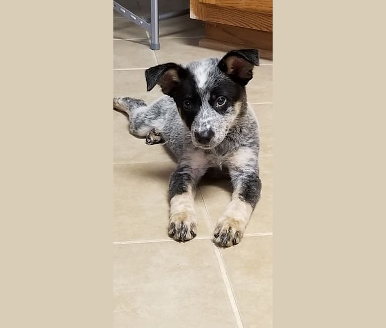 Stella, an Australian Cattle Dog and Border Collie mix tested with EmbarkVet.com