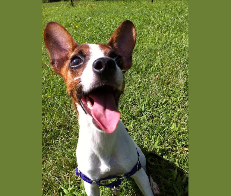 Delilah, a Russell-type Terrier and Rat Terrier mix tested with EmbarkVet.com