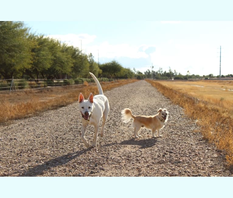 Photo of Brix, a Chihuahua, Poodle (Small), and Miniature Pinscher mix in Gilbert, Arizona, USA